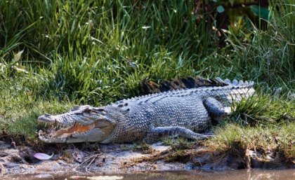 A saltwater crocodile resting on a river bank, it's scales blending into the surrounding environment